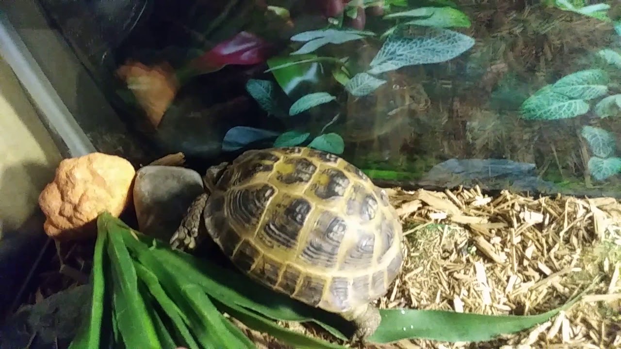 How To Tell The Age Of A Russian Tortoise