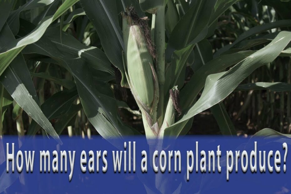 6 Ears Of Corn Equals How Many Cups? New Update