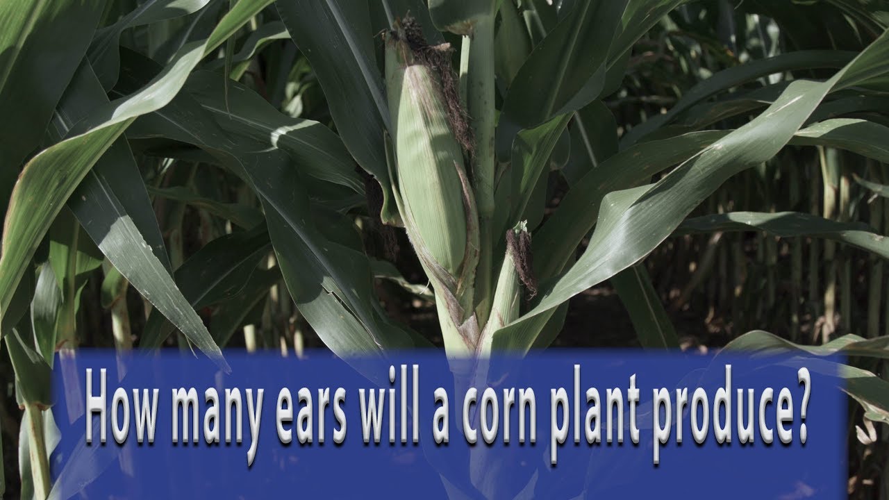 6 Ears Of Corn Equals How Many Cups