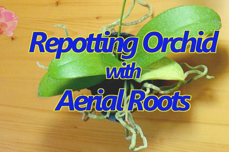 How To Repot Orchid With Aerial Roots
