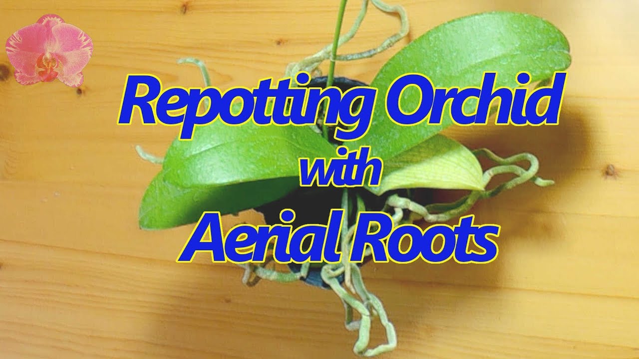 How To Repot Orchid With Aerial Roots