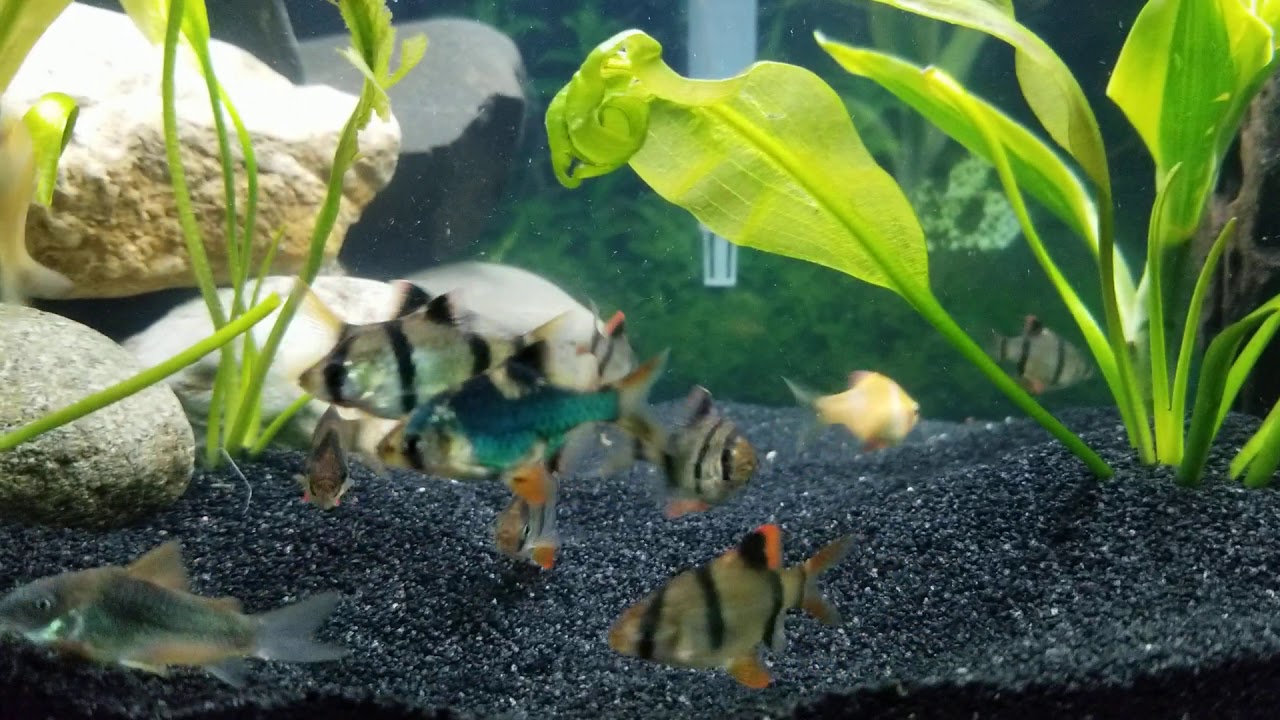 How Many Tiger Barbs In A 20 Gallon Tank