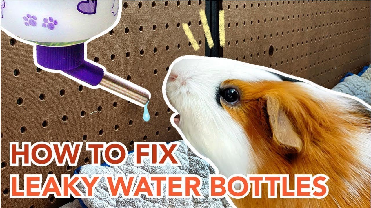 How To Fix A Leaky Rabbit Water Bottle