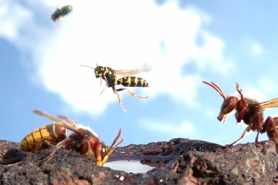 How Fast Can Wasps Fly