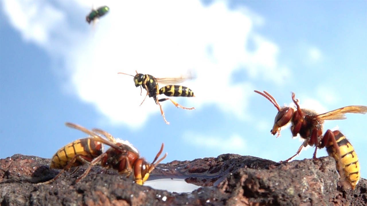How Fast Can Wasps Fly