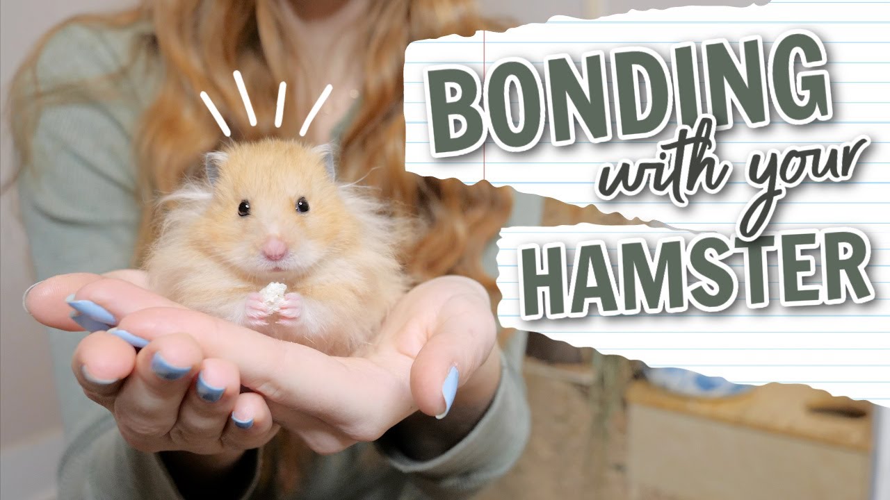 How To Bond With Your Hamster