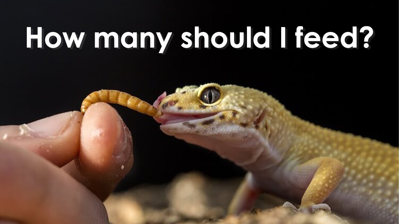 How Many Mealworms Do Leopard Geckos Eat