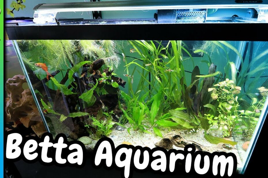 How Many Betta Fish In A 20 Gallon Tank