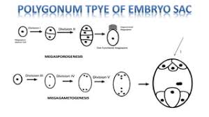 Polygonum Type Of Embryo Sac: Structure And Significance