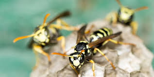 How Do Queen Wasps Survive The Winter?