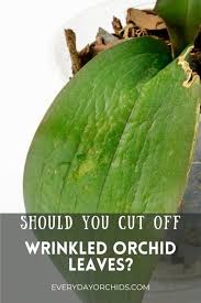 How To Fix Wrinkled Orchid Leaves: A Simple Guide