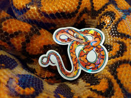 Are Brazilian Rainbow Boas Good For Beginners?