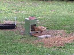 Can Ducks Use A Treadle Feeder? The Surprising Answer