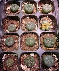 Does Peyote Grow In Florida? The Surprising Answer