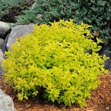 When To Prune Candy Corn Spirea: A Guide For Gardeners