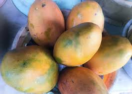 When Is Mango Season In Jamaica: Your Guide To The Sweetest Time Of Year