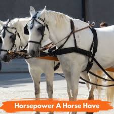 How Many Horsepower Does A Horse Have? The Surprising Answer