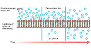 Effect Of Ethanol On Phospholipid Bilayer | What Happens To The Phospholipid Bilayer In Ethanol?