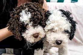 Spanish Water Dog Intelligence Ranking: How Smart Are They?