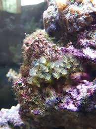 How To Get Rid Of Hydroids In Your Reef Tank