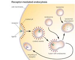 Why Is Endocytosis Found Only In Animal Cells?