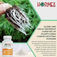 Best Rooting Hormone For Arborvitae: Grow Strong Roots