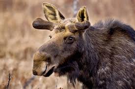 More Than One Moose Is Called: A Herd Of Facts