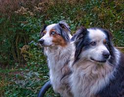 Can You Shave An Australian Shepherd Dog? The Truth About Shedding