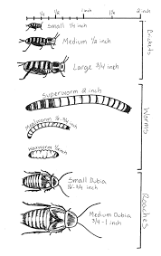 What Size Dubia Roaches For Bearded Dragons: A Guide