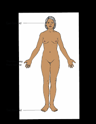 Name The Muscle That Subdivides The Ventral Body Cavity