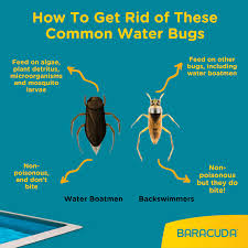 Common Pool Bugs And How To Get Rid Of Them | Global Pool Products