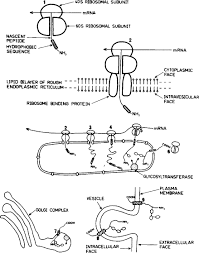 What Is Not Part Of The Endomembrane System: A Closer Look