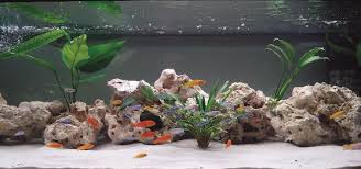 Crushed Coral For African Cichlids: The Ultimate Guide