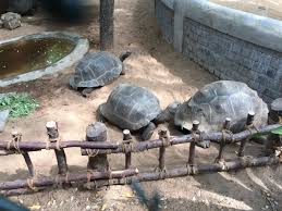 Aldabra Tortoise Meaning In English: A Symbol Of Longevity And Wisdom