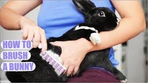 Wire Slicker Brush For Rabbits: The Ultimate Guide To Grooming