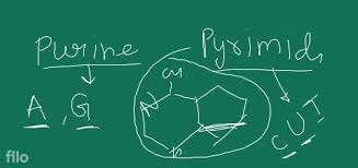 What Are The Products Formed When Rna Is Hydrolyzed?