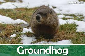 Did The Groundhog See His Shadow 2021 Canada: Six More Weeks Of Winter?