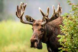 What Is A Group Of Moose Called? The Surprising Answer