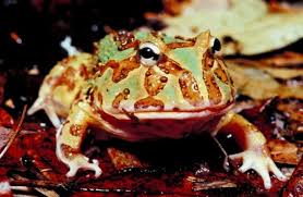 Can Pacman Frogs Eat Freeze Dried Crickets? A Quick Guide