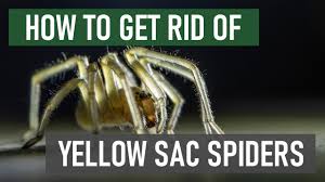 Broad Faced Sac Spider Infestation In Your House: What To Do