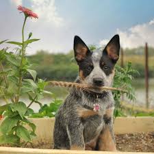 What Age Do Cattle Dog Puppies Ears Stand?