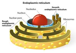 Role Of Golgi Apparatus In Glycoprotein Synthesis: A Comprehensive Guide