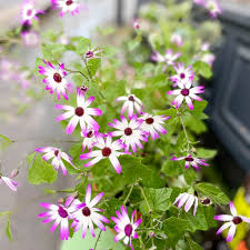 Senetti Pericallis: Annual Or Perennial?