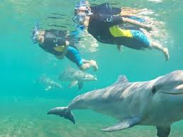 Is Dolphin Cay Free For Atlantis Guests?