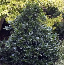 How Fast Does Castle Wall Blue Holly Grow: A Guide To Its Growth Rate