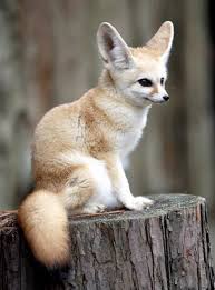 Fennec Fox For Sale Toronto: Find Your Desert Dream Pet