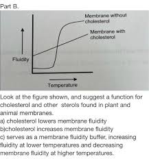 Why Does Cholesterol Increase Fluidity At Low Temperatures?