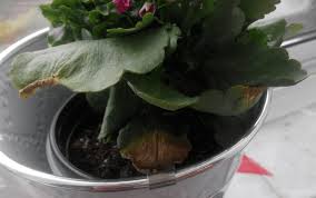 How To Revive A Kalanchoe Plant: Tips For Bringing It Back To Life