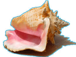 Pictures Of Queen Conch Shells: A Stunning Gallery