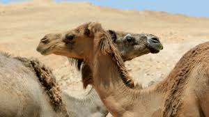 How Much Does A Camel Cost In Israel?